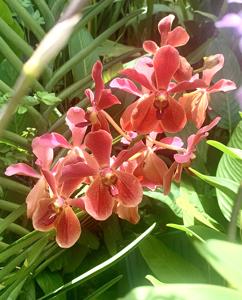 Mayara Mary Robinson