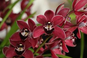 Cymbidium Cherry Cola