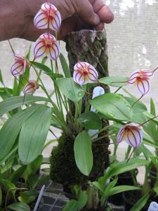 Masdevallia Pichincha