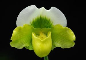 Paphiopedilum Meadowgreen