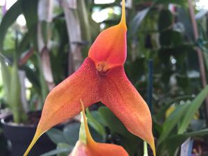 Masdevallia Copperwing