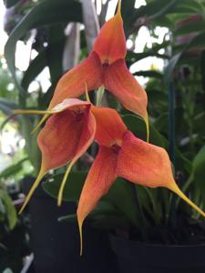 Masdevallia Copperwing