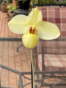 Paphiopedilum Franz Glanz