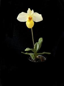 Paphiopedilum Franz Glanz