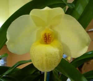 Paphiopedilum Franz Glanz