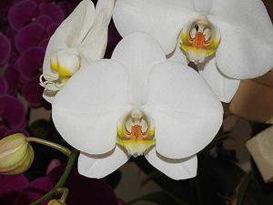 Phalaenopsis Taisuco Kaaladian