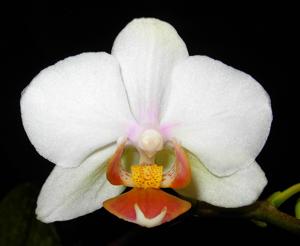 Phalaenopsis Taisuco Smile