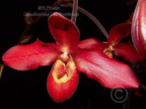 Phragmipedium Rosalie Dixler