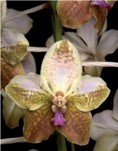 <i>Vanda</i> Motes Sunspots