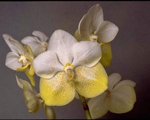 Vanda Motes Sunlit