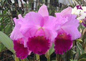 Cattleya Cosmo-Queen