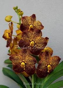 Vanda Chao Praya Sapphire