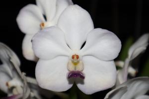 Vandachostylis Prapin White