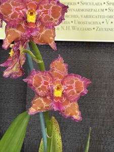 Oncidium Bodega Bay