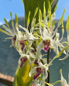 Dendrobium Elizabeth Anne