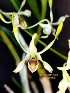 Dendrobium Elizabeth Anne