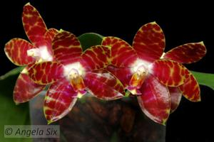 Phalaenopsis Ohl Flame