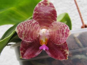 Phalaenopsis Ohl Flame