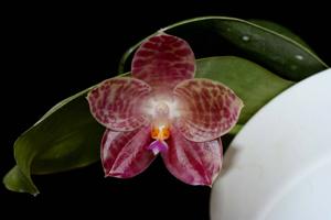 Phalaenopsis Ohl Flame