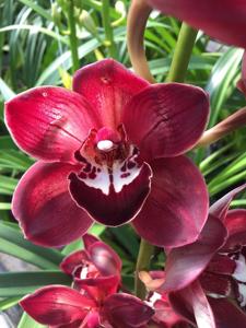 Cymbidium James Tee Kirk