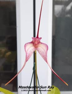 Masdevallia Sun Ray