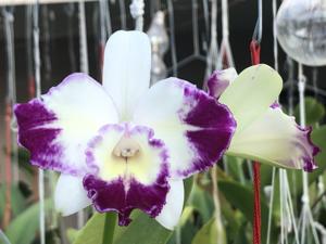 Cattleya Nice Holiday