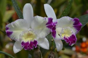 Cattleya Nice Holiday