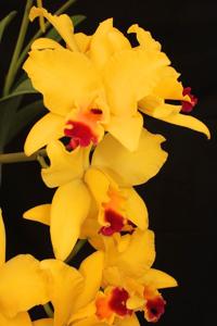 Cattleya Tokyo Magic