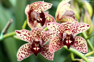 Cymbidium Splatters