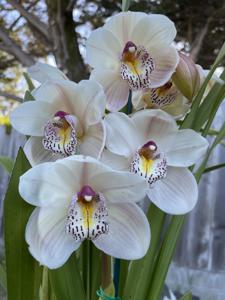 Cymbidium Woody Wilson