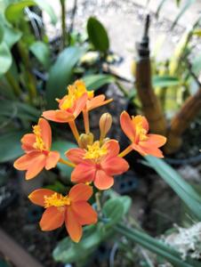 Epidendrum Sun Valley