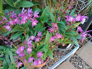 Dendrobium Jonathan's Glory