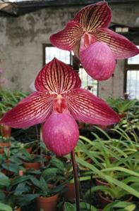 Paphiopedilum Gloria Naugle