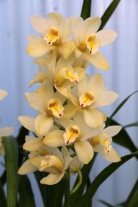 Cymbidium Earlisue