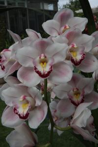 Cymbidium Phil Cass