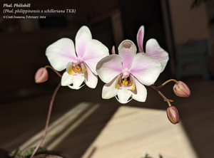 Phalaenopsis Philishill