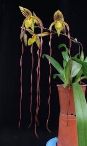 Paphiopedilum Michael Koopowitz