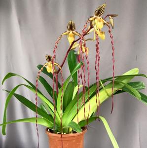 Paphiopedilum Michael Koopowitz