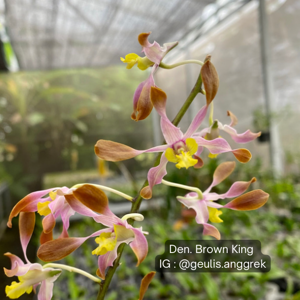 Dendrobium Brown King