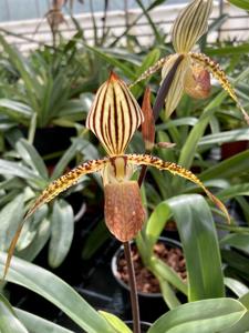 Paphiopedilum Super Saint