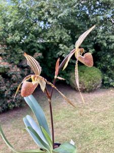 Paphiopedilum Super Saint