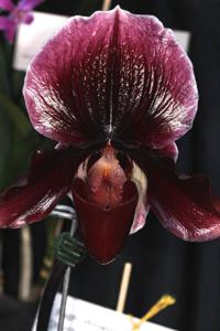 Paphiopedilum Winwine