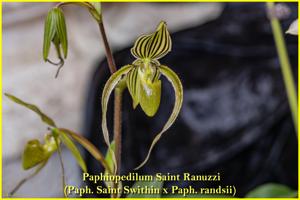 Paphiopedilum Saint Ranuzzi