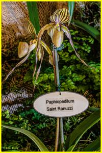 Paphiopedilum Saint Ranuzzi