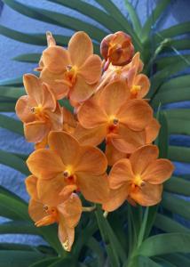 Vanda Suksamran Sunlight