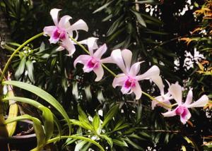 Dendrobium Siew May