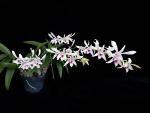 Dendrobium Siew May