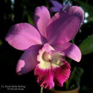 Cattleya Exotic Smile