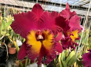 Rhyncholaeliocattleya Sunstate Colorchart