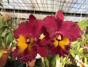 Rhyncholaeliocattleya Sunstate Colorchart